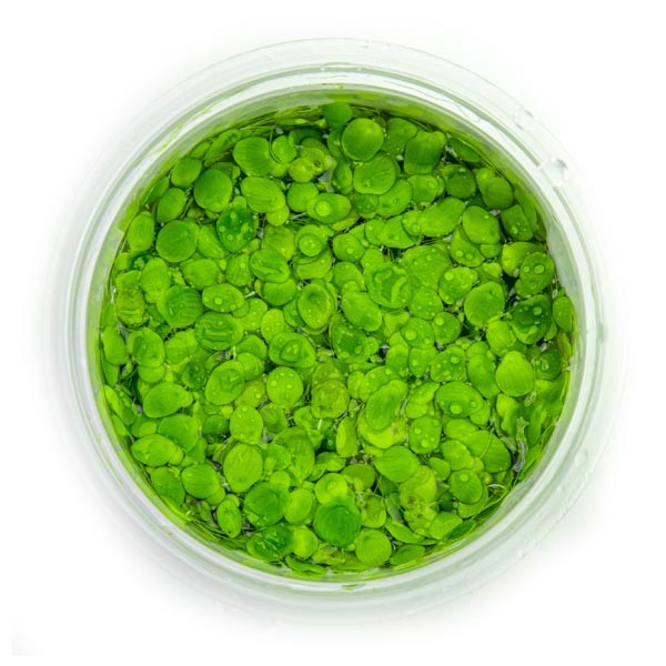 Tropica 1-2-Grow! Spirodela polyrrhiza Pot 2 Tropica 1-2-Grow! Spirodela polyrrhiza Pot - Image 2