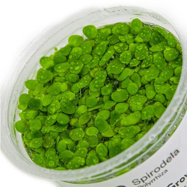 Tropica 1-2-Grow! Spirodela polyrrhiza Pot 3 Tropica 1-2-Grow! Spirodela polyrrhiza Pot - Image 3