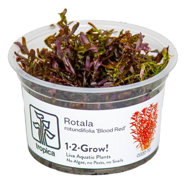 Tropica 1-2-Grow! Rotala rotundifolia "Blood Red" Pot 1 Tropica 1-2-Grow! Rotala rotundifolia "Blood Red" Pot