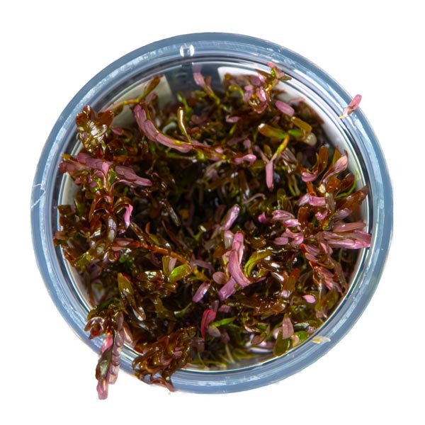 Tropica 1-2-Grow! Rotala rotundifolia "Blood Red" Pot 2 Tropica 1-2-Grow! Rotala rotundifolia "Blood Red" Pot - Image 2