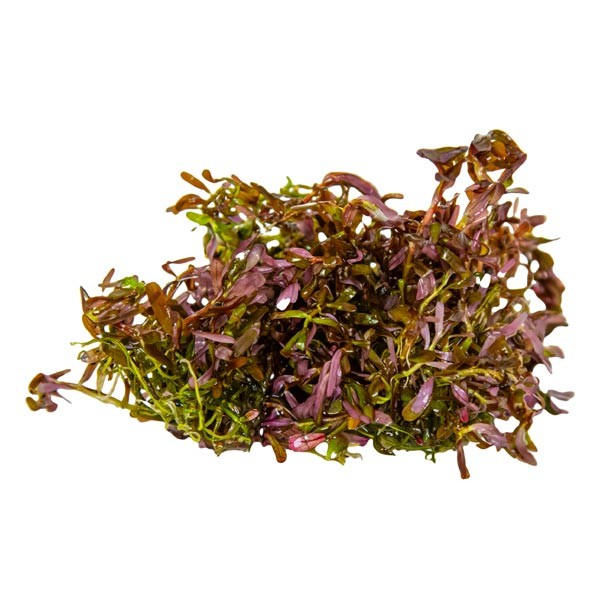 Tropica 1-2-Grow! Rotala rotundifolia "Blood Red" Pot 3 Tropica 1-2-Grow! Rotala rotundifolia "Blood Red" Pot - Image 3