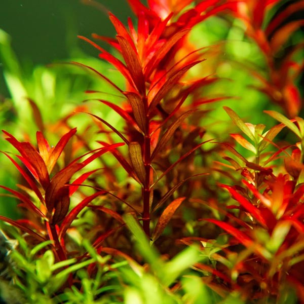 Tropica 1-2-Grow! Rotala rotundifolia "Blood Red" Pot 4 Tropica 1-2-Grow! Rotala rotundifolia "Blood Red" Pot - Image 4