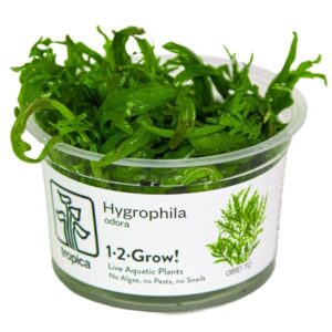 Tropica Plants