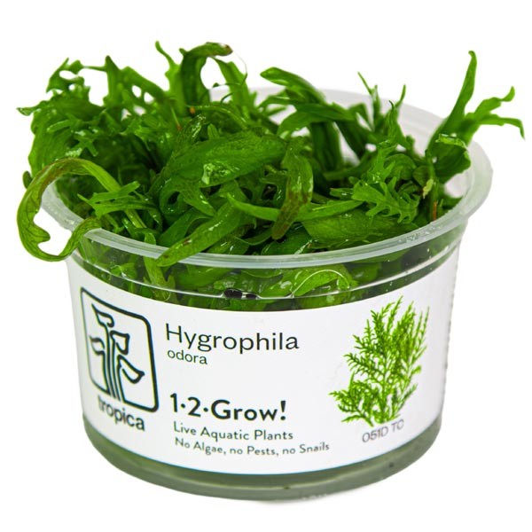 Tropica 1-2-Grow! Hygrophila odora Pot 1 Tropica 1-2-Grow! Hygrophila odora Pot