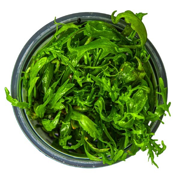 Tropica 1-2-Grow! Hygrophila odora Pot 2 Tropica 1-2-Grow! Hygrophila odora Pot - Image 2