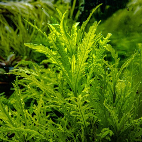 Tropica 1-2-Grow! Hygrophila odora Pot 4 Tropica 1-2-Grow! Hygrophila odora Pot - Image 4