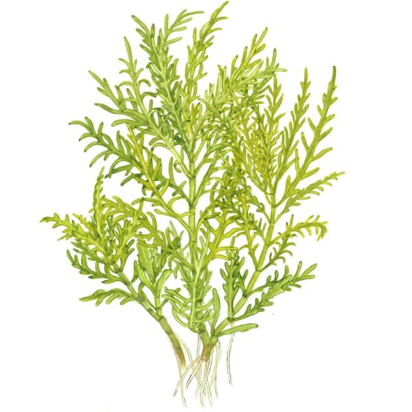 Tropica 1-2-Grow! Hygrophila odora Pot 5 Tropica 1-2-Grow! Hygrophila odora Pot - Image 5