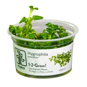 Tropica 1-2-Grow! Hygrophila serpyllum Pot