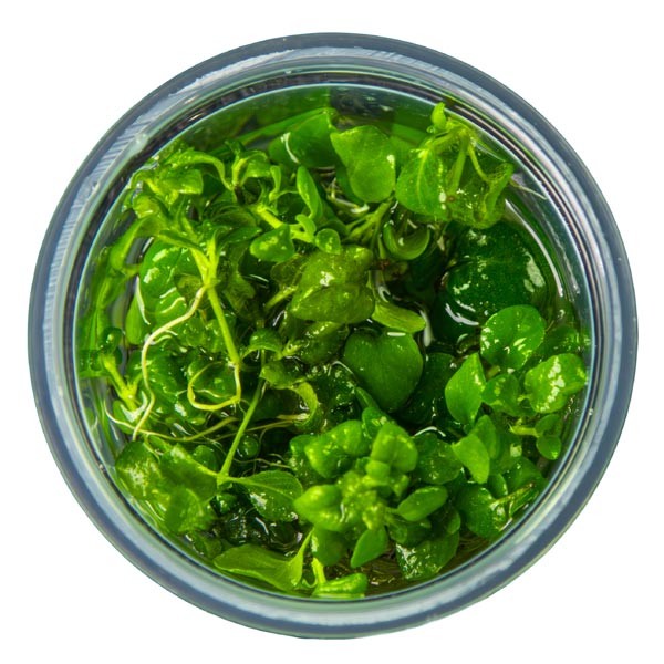 Tropica 1-2-Grow! Hygrophila serpyllum Pot 2 Tropica 1-2-Grow! Hygrophila serpyllum Pot - Image 2