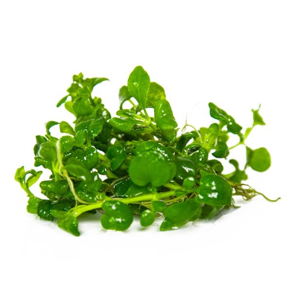 Tropica 1-2-Grow! Hygrophila serpyllum Pot 3 Tropica 1-2-Grow! Hygrophila serpyllum Pot - Image 3