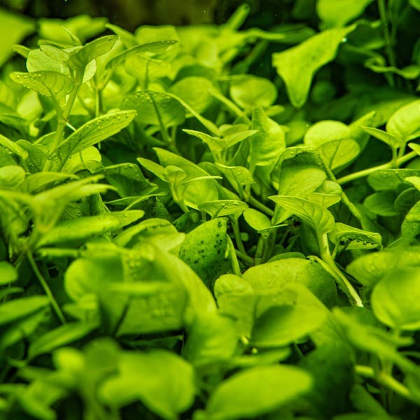 Tropica 1-2-Grow! Hygrophila serpyllum Pot 4 Tropica 1-2-Grow! Hygrophila serpyllum Pot - Image 4