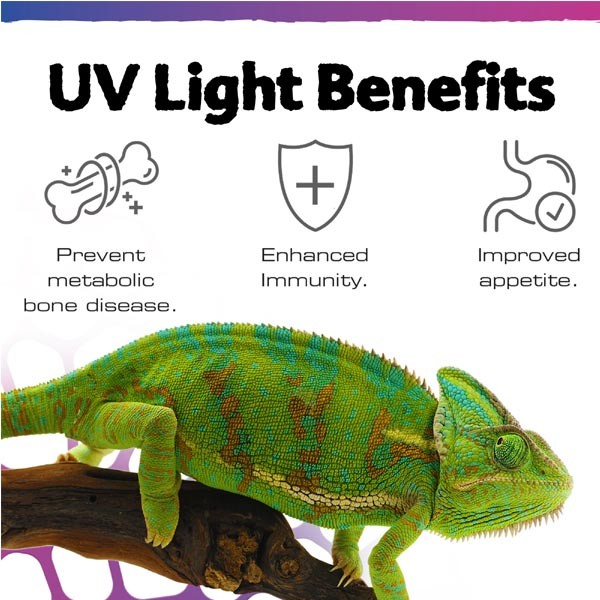 Exo Terra TerraSky UV LED Bulb 3 Exo Terra TerraSky UV LED Bulb - Image 3