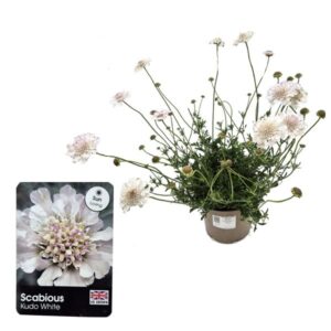 Scabiosa Kudo White 3 Litre Pot