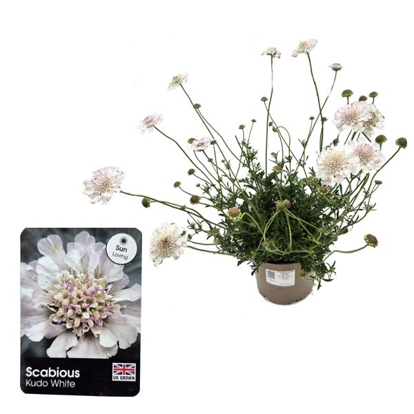 Scabiosa Kudo White 3 Litre Pot 1 Scabiosa Kudo White 3 Litre Pot