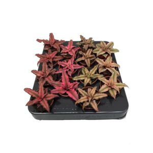 Earth Stars (Cryptanthus Bromeliads) 9cm Pot