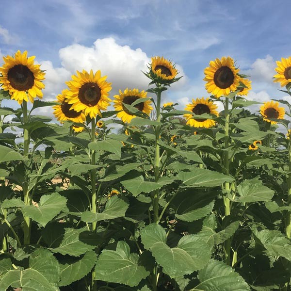 Unwins Nature's Haven Sunflower Tall Timbers Seeds 2 Unwins Nature's Haven Sunflower Tall Timbers Seeds - Image 2
