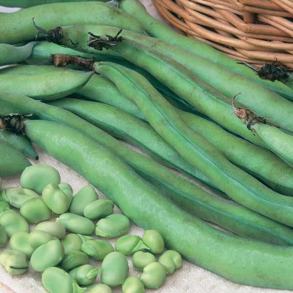 Unwins Broad Bean Masterpiece Green Longpod Seeds 2 Unwins Broad Bean Masterpiece Green Longpod Seeds - Image 2