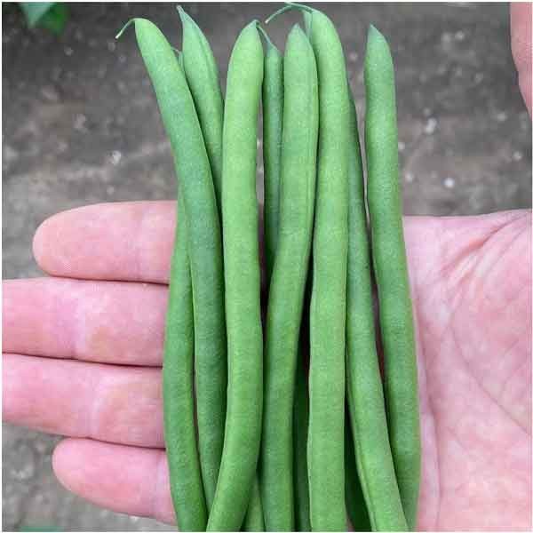 Unwins Dwarf French Bean Quartz Seeds 2 Unwins Dwarf French Bean Quartz Seeds - Image 2