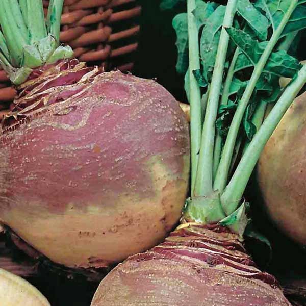 Unwins Swede Tweed F1 Seeds 2 Unwins Swede Tweed F1 Seeds - Image 2