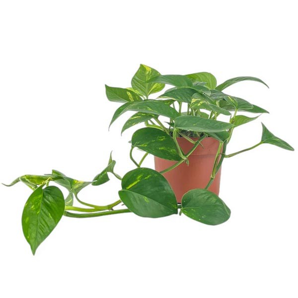 The Horti House Epipremnum 12cm 1 The Horti House Epipremnum 12cm