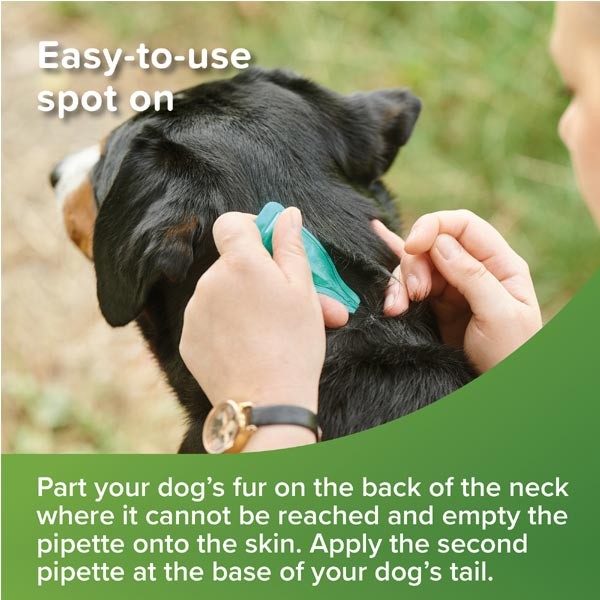 Beaphar VETOpure Plant-Based Protection Flea Spot-On for Dogs (over 15kg) 6 pipettes 2 Beaphar VETOpure Plant-Based Protection Flea Spot-On for Dogs (over 15kg) 6 pipettes - Image 2