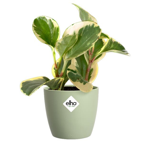 Elho Brussels Round Sorbet Green 14cm Flower Pot 2 Elho Brussels Round Sorbet Green 14cm Flower Pot - Image 2