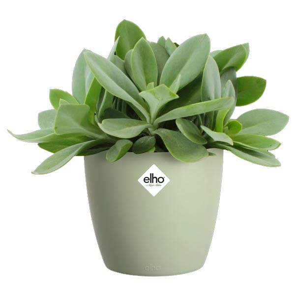 Elho Brussels Round Sorbet Green 18cm Flower Pot 2 Elho Brussels Round Sorbet Green 18cm Flower Pot - Image 2