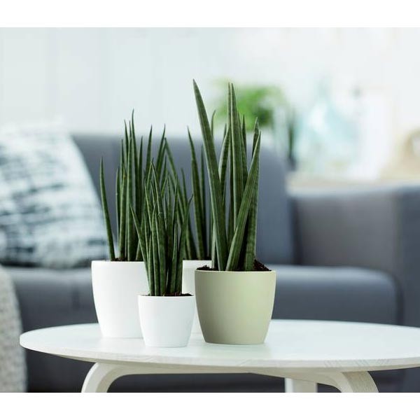 Elho Brussels Round Sorbet Green 18cm Flower Pot 3 Elho Brussels Round Sorbet Green 18cm Flower Pot - Image 3