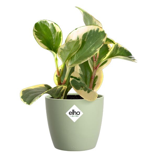 Elho Brussels Round Mini Sorbet Green 10.5cm Flower Pot 2 Elho Brussels Round Mini Sorbet Green 10.5cm Flower Pot - Image 2