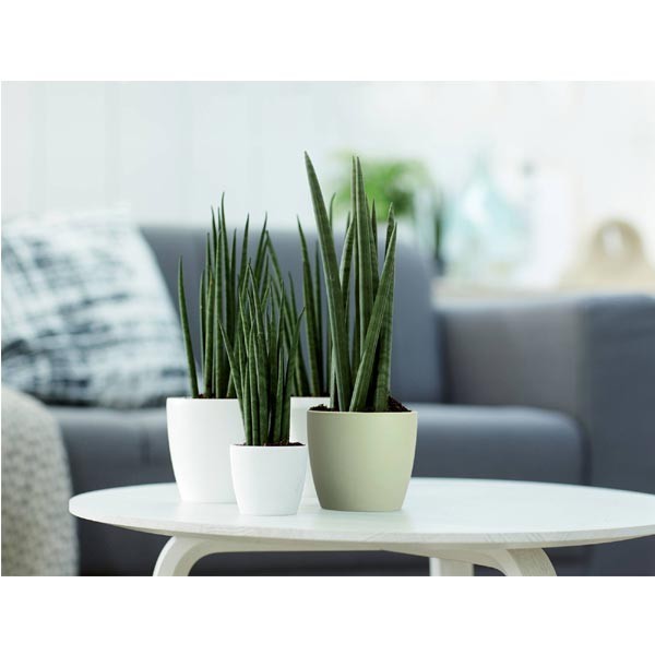 Elho Brussels Round Mini Sorbet Green 10.5cm Flower Pot 3 Elho Brussels Round Mini Sorbet Green 10.5cm Flower Pot - Image 3