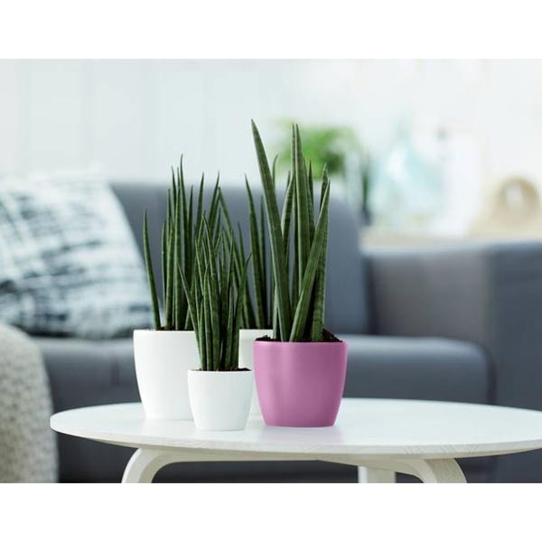Elho Brussels Round Mini Vivid Violet 10.5cm Flower Pot 3 Elho Brussels Round Mini Vivid Violet 10.5cm Flower Pot - Image 3