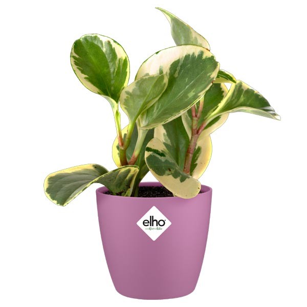 Elho Brussels Round Mini Vivid Violet 9.5cm Flower Pot 2 Elho Brussels Round Mini Vivid Violet 9.5cm Flower Pot - Image 2
