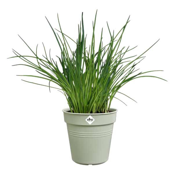 Elho Green Basics Growpot Stone Green 13cm 2 Elho Green Basics Growpot Stone Green 13cm - Image 2