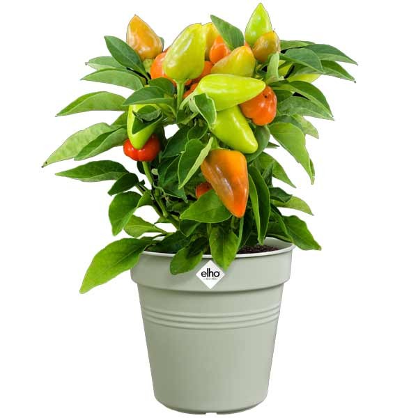 Elho Green Basics Growpot Stone Green 21cm 2 Elho Green Basics Growpot Stone Green 21cm - Image 2
