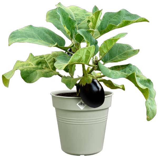 Elho Green Basics Growpot Stone Green 27cm 2 Elho Green Basics Growpot Stone Green 27cm - Image 2