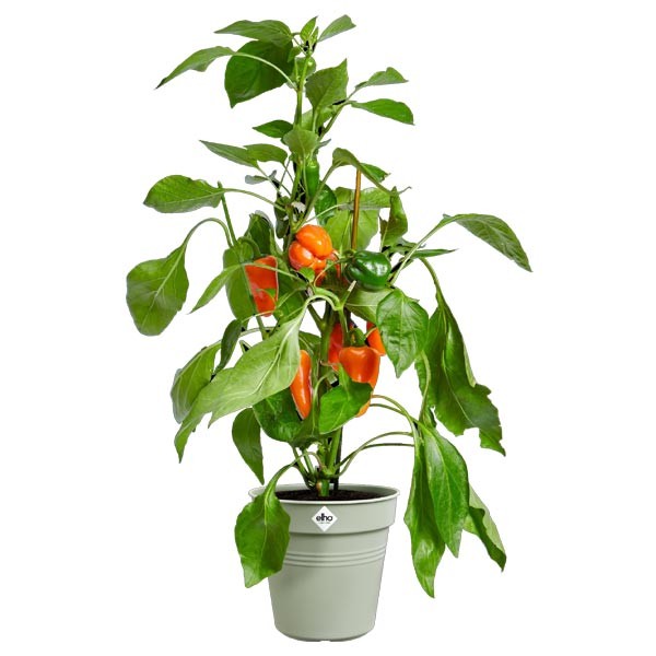 Elho Green Basics Growpot Stone Green 40cm 2 Elho Green Basics Growpot Stone Green 40cm - Image 2