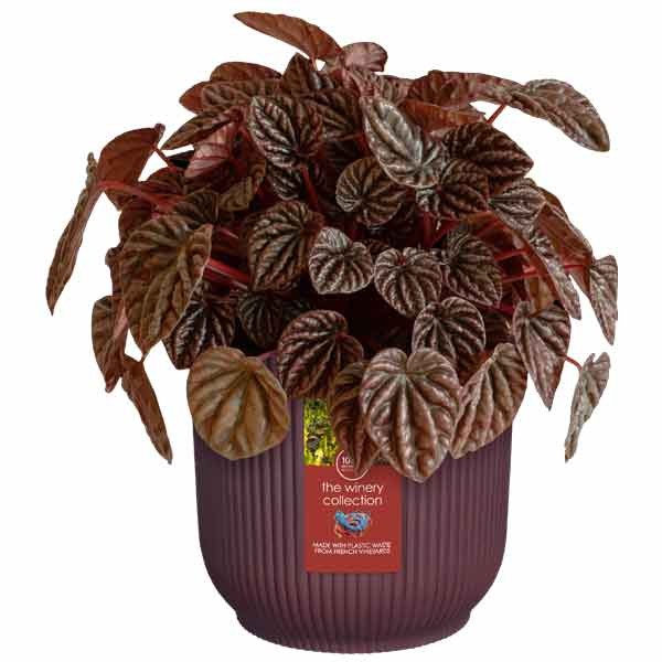 Elho The Winery Collection Bordeaux Red 14cm Flower Pot 2 Elho The Winery Collection Bordeaux Red 14cm Flower Pot - Image 2