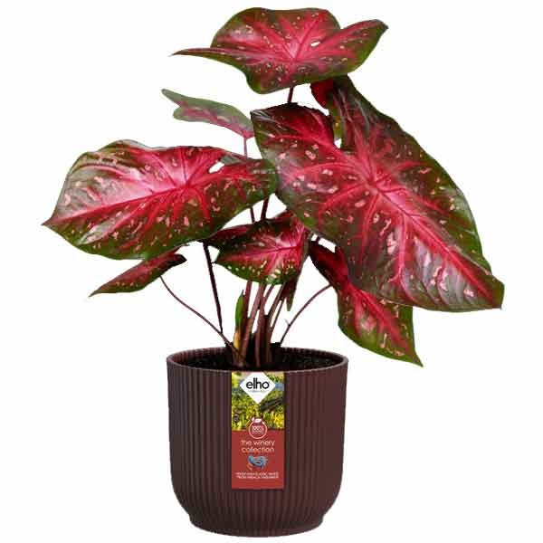 Elho The Winery Collection Bordeaux Red 16cm Flower Pot 2 Elho The Winery Collection Bordeaux Red 16cm Flower Pot - Image 2