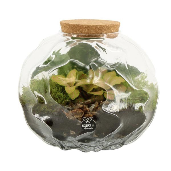 Composition Terrarium 20cm "Wobbly Glass" Assorted Plants 1 Composition Terrarium 20cm "Wobbly Glass" Assorted Plants