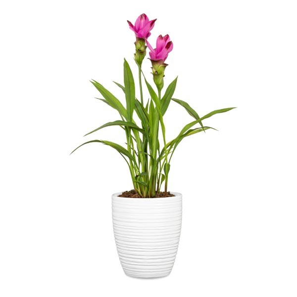 Scheurich Planter 669 Alaska Weiss 14cm 2 Scheurich Planter 669 Alaska Weiss 14cm - Image 2