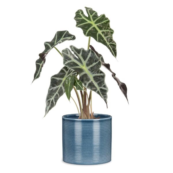 Scheurich Flower Pot 828 Blue Jeans 23cm 2 Scheurich Flower Pot 828 Blue Jeans 23cm - Image 2