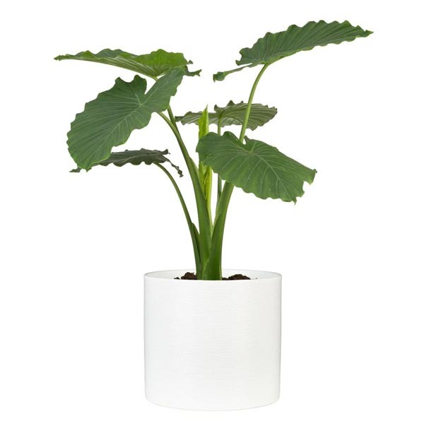Scheurich Flower Pot 828 Panna White 33cm 2 Scheurich Flower Pot 828 Panna White 33cm - Image 2