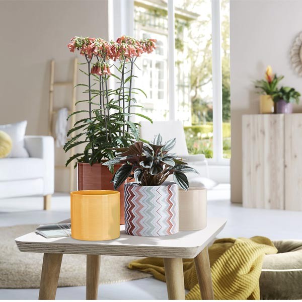 Scheurich Flower Pot 828 Zabaione Yellow 12cm 2 Scheurich Flower Pot 828 Zabaione Yellow 12cm - Image 2