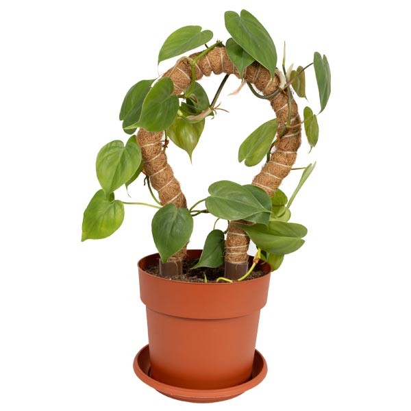 Growth Tech BetterGrow Bendy Coir Pole 100cm 2 Growth Tech BetterGrow Bendy Coir Pole 100cm - Image 2