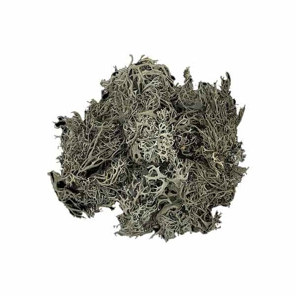 Wio Bits Lichen 2 Wio Bits Lichen - Image 2