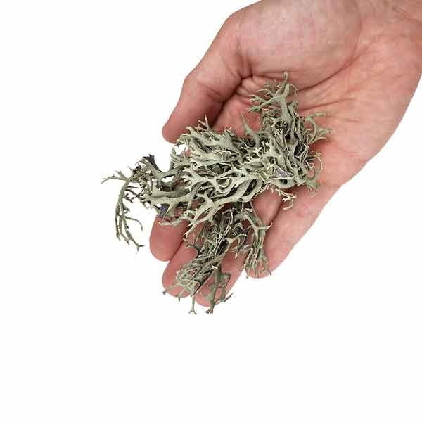 Wio Bits Lichen 3 Wio Bits Lichen - Image 3
