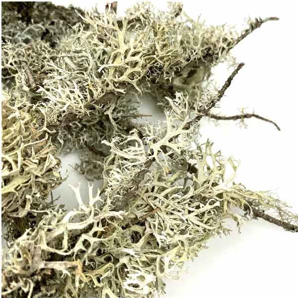 Wio Branches Lichen 3 Wio Branches Lichen - Image 3