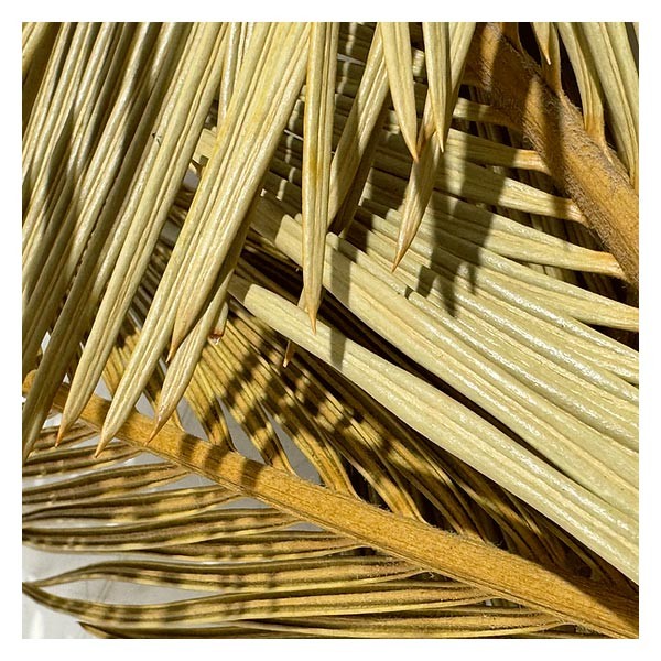 Wio Cyca Leaves 3 Pack 3 Wio Cyca Leaves 3 Pack - Image 3