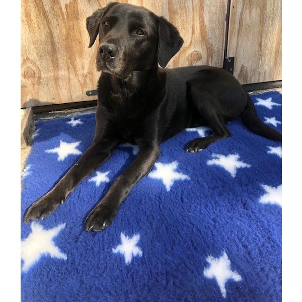 Soul Pet Non-Slip High Grade Vet Bedding Navy with White Stars 100x75cm 1 Soul Pet Non-Slip High Grade Vet Bedding Navy with White Stars 100x75cm