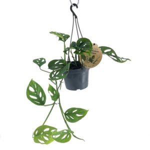 Swiss Cheese (Monstera adansonni) Hanging Pot 12cm